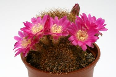 Sulcorebutia pulchra 