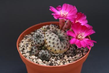 Sulcorebutia rauschii 