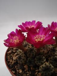 Sulcorebutia rauschii 