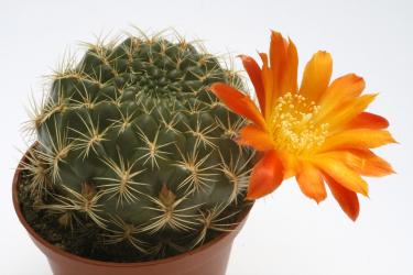 Sulcorebutia spec. 