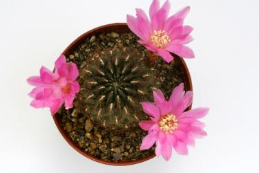 Sulcorebutia totorensis 