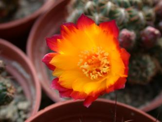Sulcorebutia tuberculata-chrysantha 