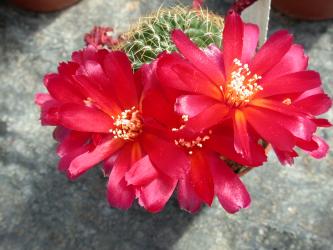 Sulcorebutia verticillacantha 