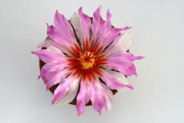 Thelocactus bicolor v. texensis % 