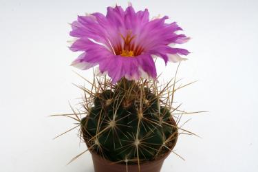 Thelocactus bicolor v. tricolor % 