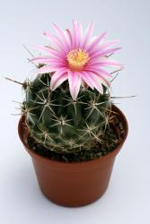 Thelocactus conothelos 