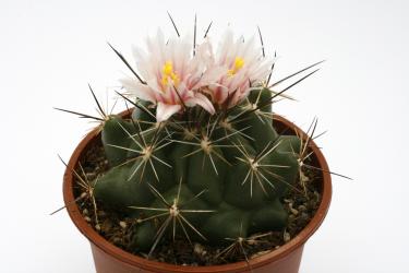 Thelocactus garciae 