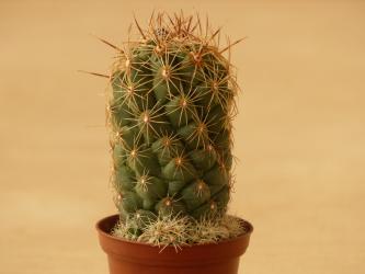 Thelocactus leucacanthus v. schmollii MK85.256 Vizzaron, Qro, MEX 