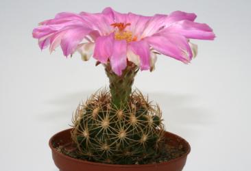 Thelocactus schwarzii DU73a Fortin Agrario, Tam, MEX 