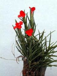 Tillandsia albertiana  nw. Argentinien 