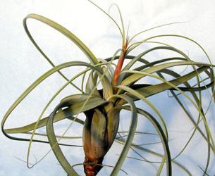 Tillandsia balbisiana Mexico, Venezuela, 0-1500m 