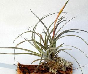 Tillandsia bartramii - Pulk 
