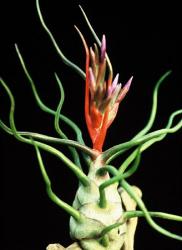 Tillandsia bulbosa Mexico, Venezuela, 1000-1200m 