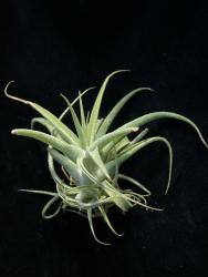 Tillandsia cacticola 