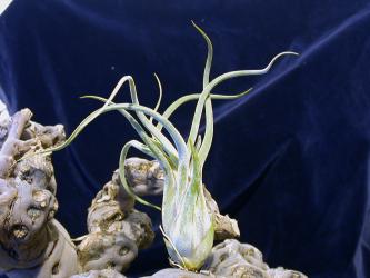 Tillandsia caput-medusae Mexico, Costa Rica, 0-2500m 