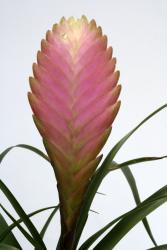 Tillandsia cyanea Ecuador, Nordperu, 200-1000m 