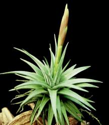 Tillandsia espinosae Equador, Peru, bis 800m 