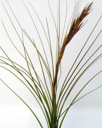 Tillandsia festucoides Mexico to Panama, 0-1000m 