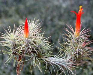 Tillandsia funckiana Kolumbien, Venezuela, 1000-1700m 