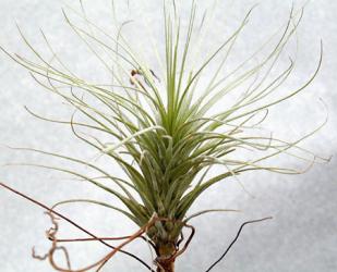 Tillandsia heteromorpha n. Peru, 600-1000m 