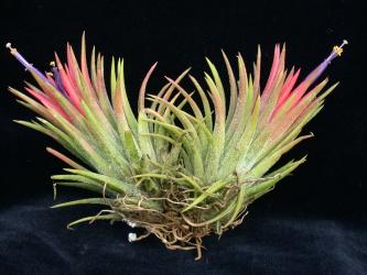 Tillandsia ionantha 