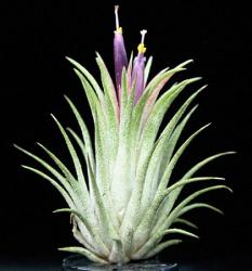 Tillandsia ionantha v. ionantha 