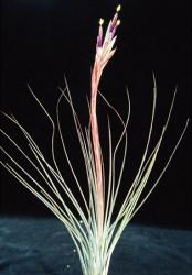 Tillandsia juncea Mexico to Bolivien, 0-2400m 
