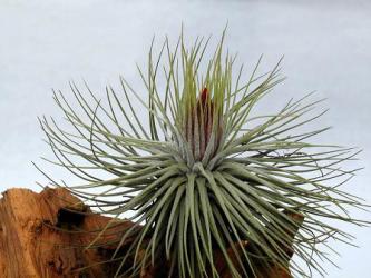 Tillandsia magnusiana 