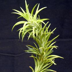 Tillandsia neglecta 