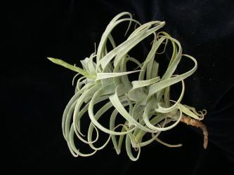 Tillandsia purpurea % Peru, 0-3000m 