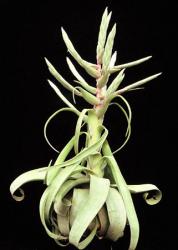Tillandsia streptophylla Mexiko - Honduras, 0-1500m 