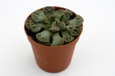 Titanopsis calcarea *2^ 