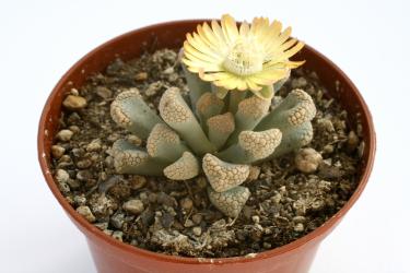 Titanopsis luederitzii *3^ 35km s. Luederitz, Namibia 