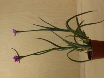 Tradescantia hirta Swifttale 