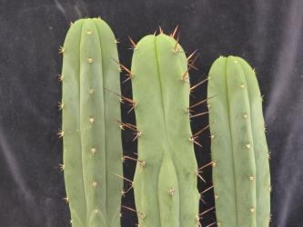 Trichocereus bridgesii Kai X scopulicola Cordobensis 