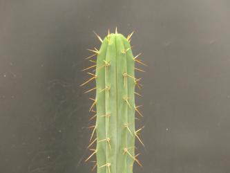 Trichocereus bridgesii KK919 