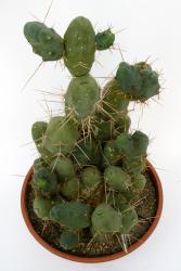 Trichocereus bridgesii f. monstrosa % 