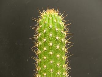 Trichocereus camarguensis 