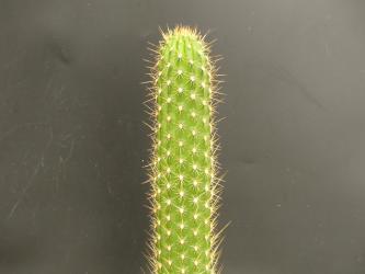 Trichocereus camarguensis 