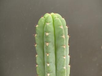 Trichocereus huarazensis % 