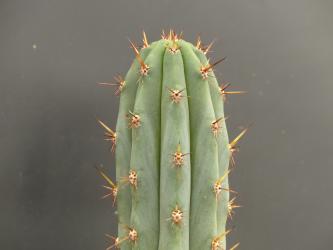 Trichocereus macrogonus 