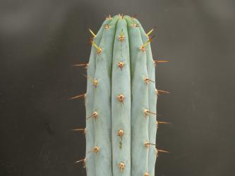 Trichocereus macrogonus Collana Pichu 