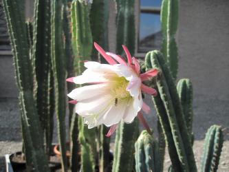 Trichocereus pachanoi % 