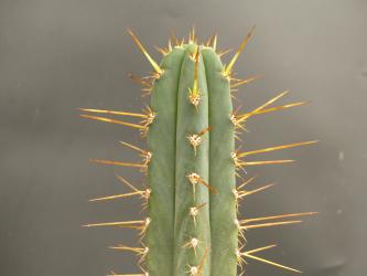 Trichocereus pallarensis 