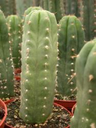 Trichocereus peruvianus % Lucma, Peru 