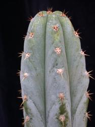 Trichocereus peruvianus % Chochao 