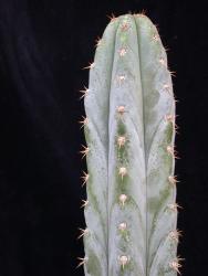 Trichocereus peruvianus % 