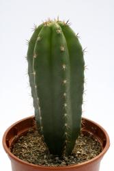Trichocereus santaensis Chavin de Huantar 
