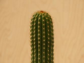 Trichocereus thelegonoides X Echinopsis spec. 