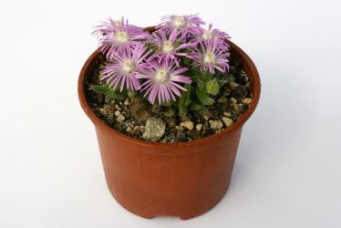 Trichodiadema marlothii 